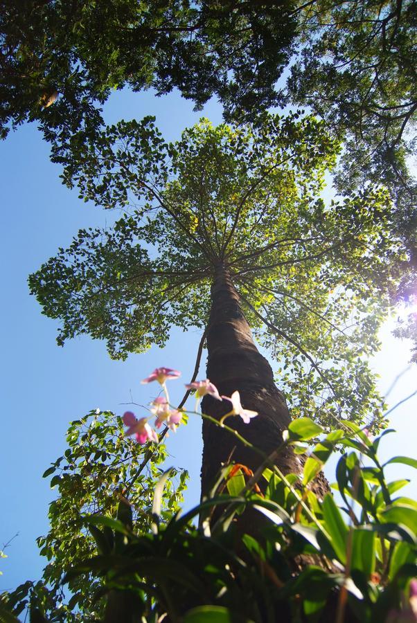Tree House Hotel Sisaket Extérieur photo